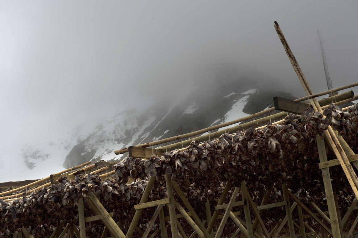 Cod heads hang to dry near Unstad beach in the Lofoten Islands within the Arctic Circle on April 17th, 2015.