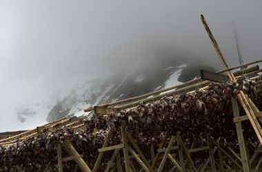 Cod heads hang to dry near Unstad beach in the Lofoten Islands within the Arctic Circle on April 17th, 2015.