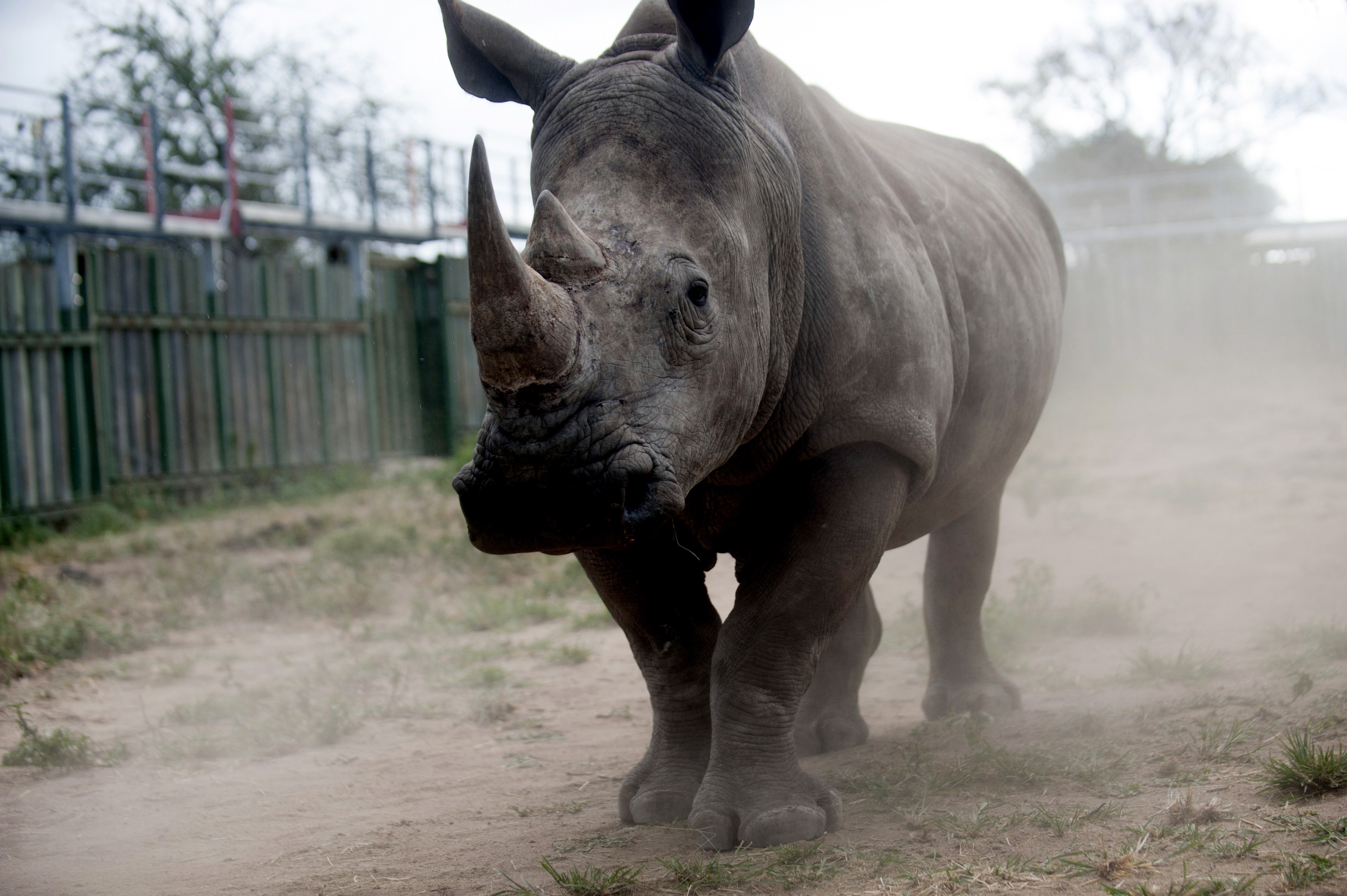 A rhino looks through the bars of the holding pens at Kruger National Park.