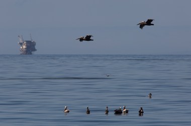 An oil platform sits in the distance as California brown pelicans fish in oil-contaminated water from an inland oil spill near Refugio State Beach on May 20th, 2015, north of Goleta, California.