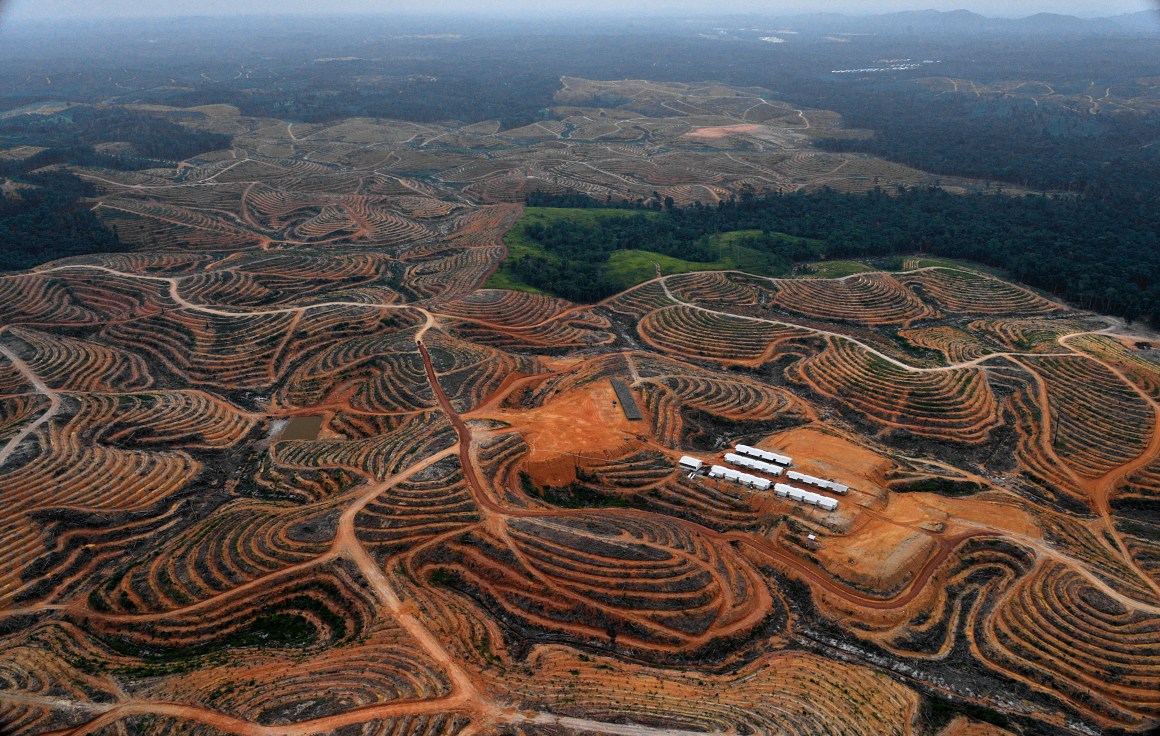 Cleared trees in a forest located in the concession of Karya Makmur Abadi, which is being developed for a palm oil plantation in Indonesia.