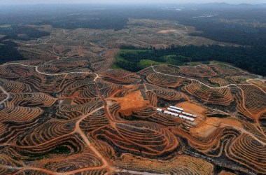 Cleared trees in a forest located in the concession of Karya Makmur Abadi, which is being developed for a palm oil plantation in Indonesia.