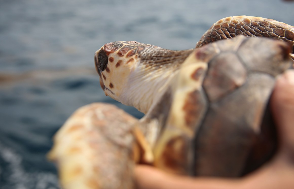 David Anderson, a marine turtle specialist, prepares to release a Loggerhead turtle as it joins more than 570 baby sea turtles, including the Loggerhead and Green turtles, being released back into the Atlantic Ocean.