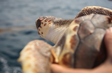 David Anderson, a marine turtle specialist, prepares to release a Loggerhead turtle as it joins more than 570 baby sea turtles, including the Loggerhead and Green turtles, being released back into the Atlantic Ocean.