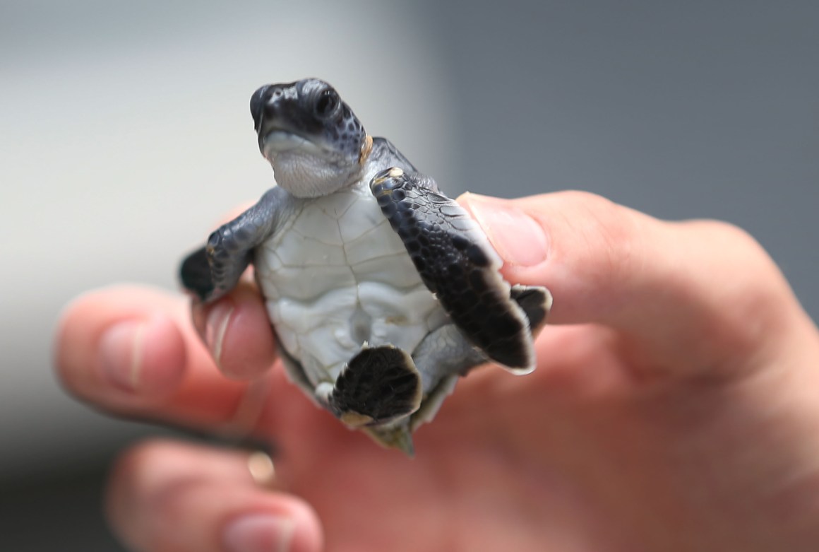 A baby green turtle is held as marine turtle specialists prepare to release the more than 570 baby sea turtles.