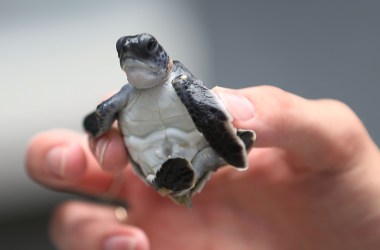 A baby green turtle is held as marine turtle specialists prepare to release the more than 570 baby sea turtles.