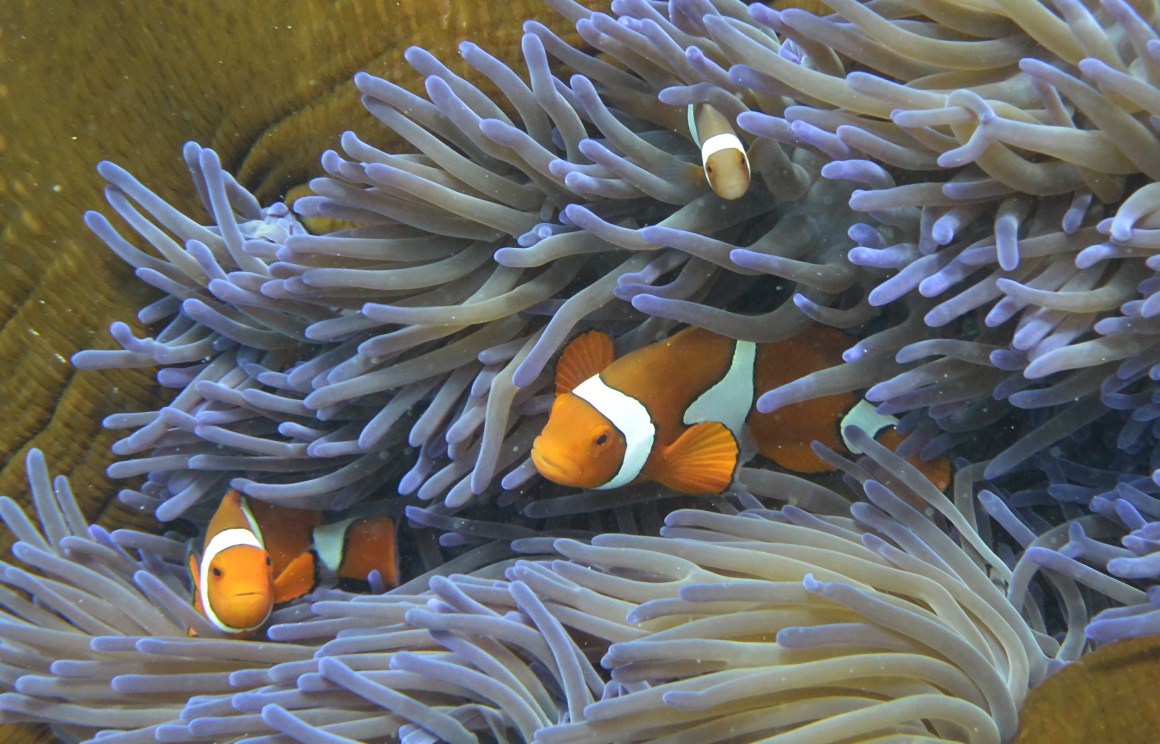 Fish swim through the coral on Australia's Great Barrier Reef.