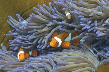 Fish swim through the coral on Australia's Great Barrier Reef.