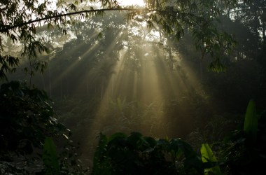 Morning light shines through trees at the forest in Karak, in the suburbs of Pahang outside Kuala Lumpur.