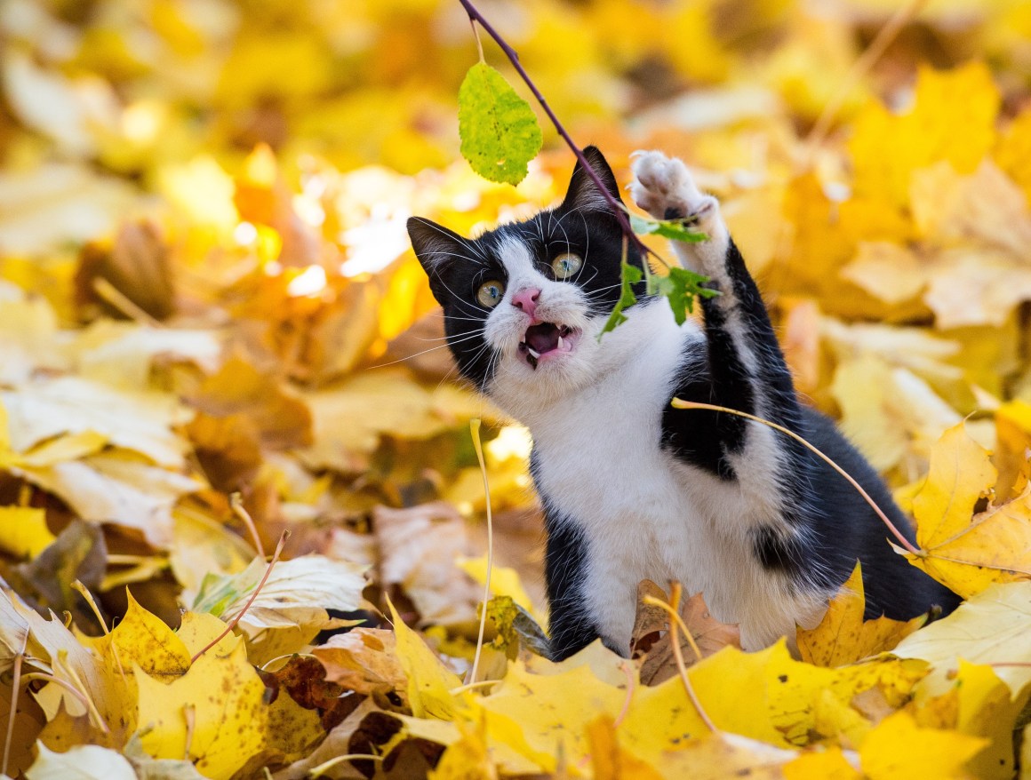 A cat attacks a leaf.