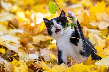 A cat attacks a leaf.