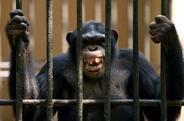 An African chimpanzee grimaces in a cage at a zoo in Dehiwala near Colombo, Sri Lanka, on March 3rd, 2016, on World Wildlife Day.