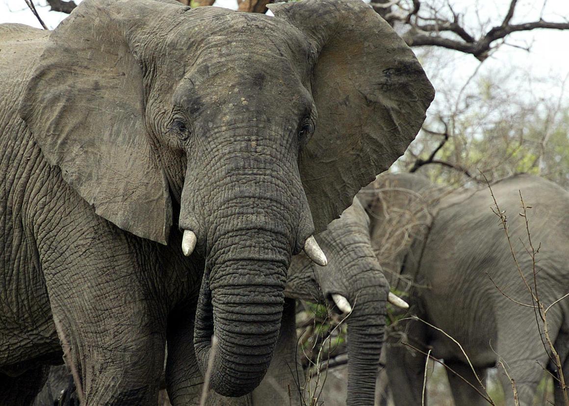 An African elephant.