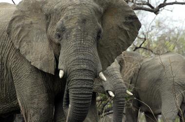 An African elephant.