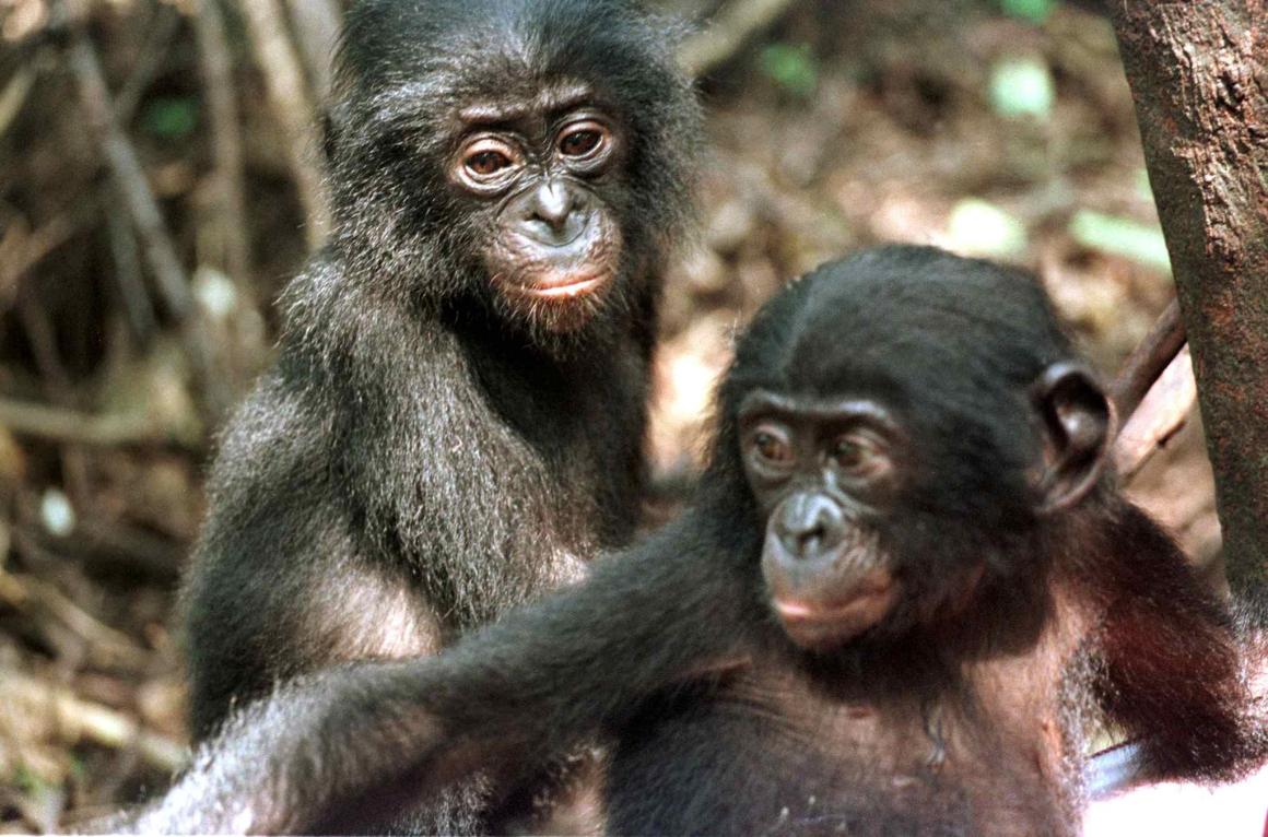 Two baby bonobos.