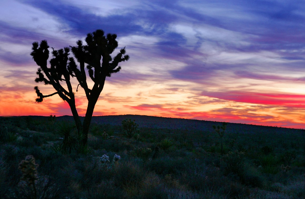 A Joshua tree stands in the Mojave Desert.