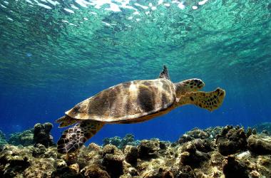 A sea turtle swims in the depth of the Mediterranean sea near Turkey.