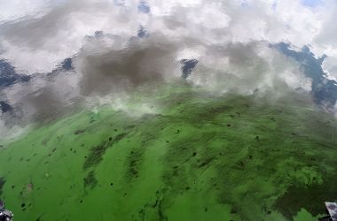 Water in the St. Lucie River is covered by a blue-green algae bloom plaguing the river as it accumulates at the St. Lucie Lock and Dam in Port Saint Lucie, Florida, on July 5th, 2016.