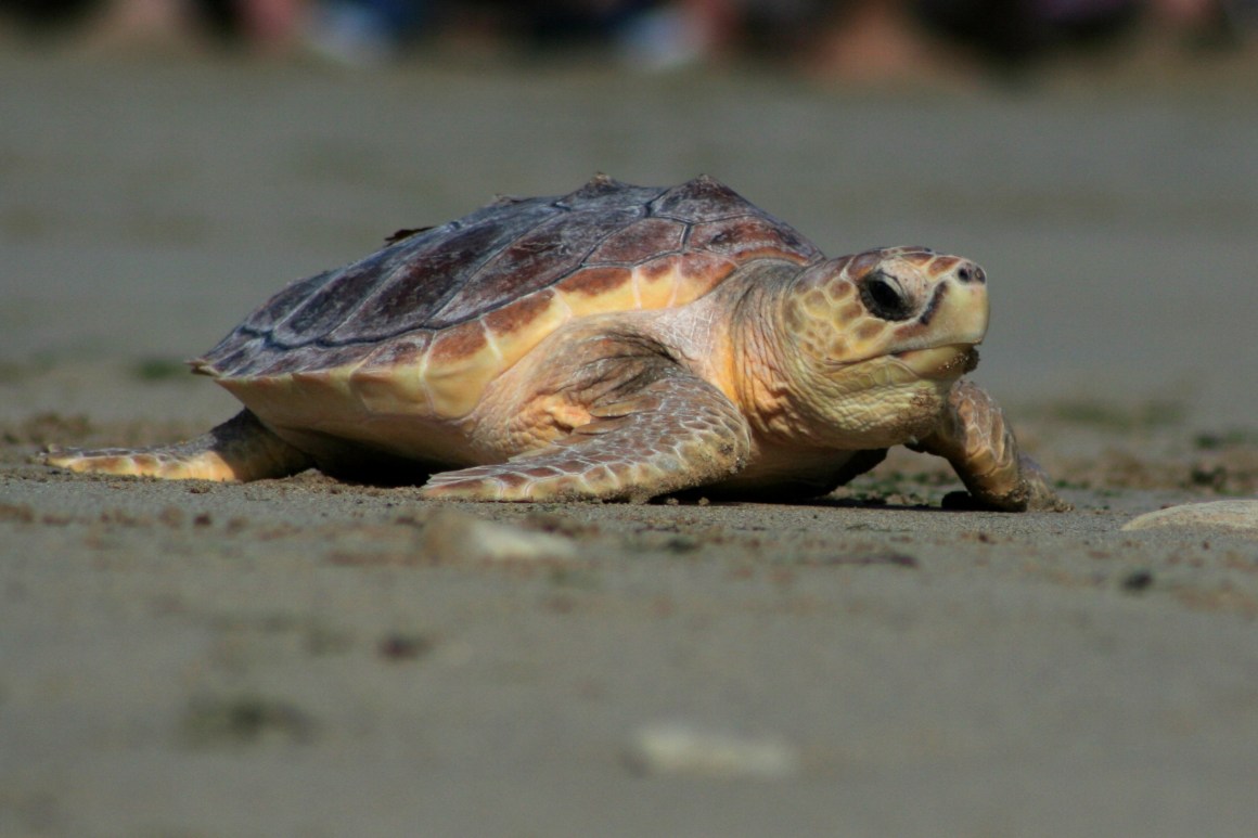 A turtle is released into the sea.