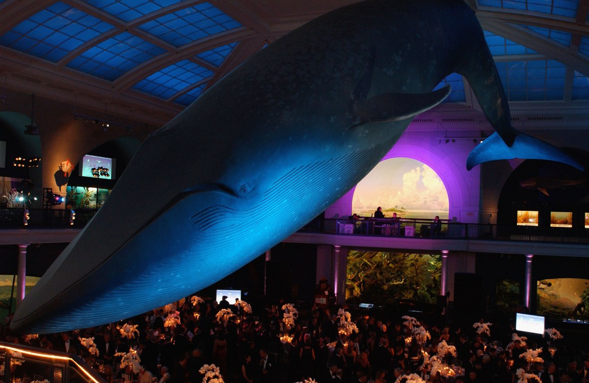 The American Museum of Natural History.