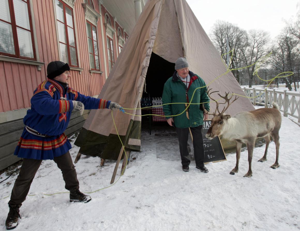 sami reindeer in the village