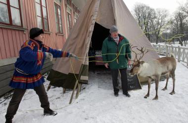 sami reindeer in the village