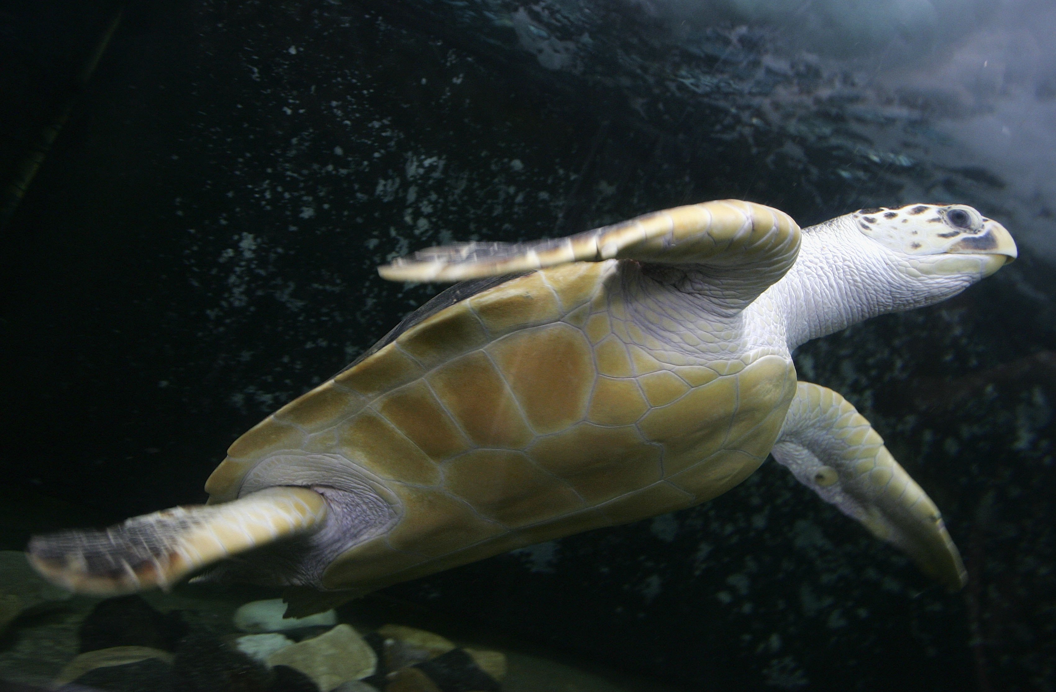 A leatherback sea turtle pictured here in Sydney, Australia, in 2006.