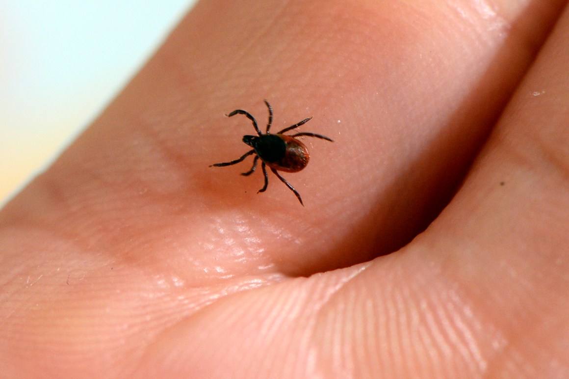 A picture taken at the French National Institute of Agricultural Research shows a tick, whose bite can transmit the Lyme disease.