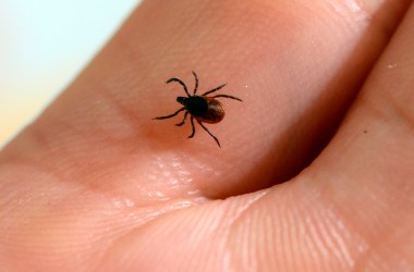 A picture taken at the French National Institute of Agricultural Research shows a tick, whose bite can transmit the Lyme disease.