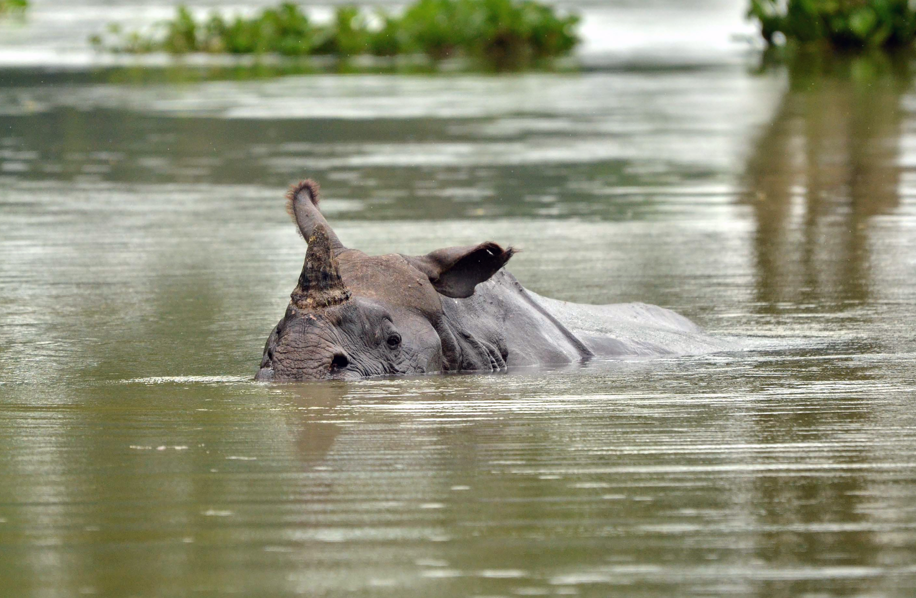 A one-horned rhino swims through flood waters in Kaziranga National Park, about 250 kilometers east of Guwahati.