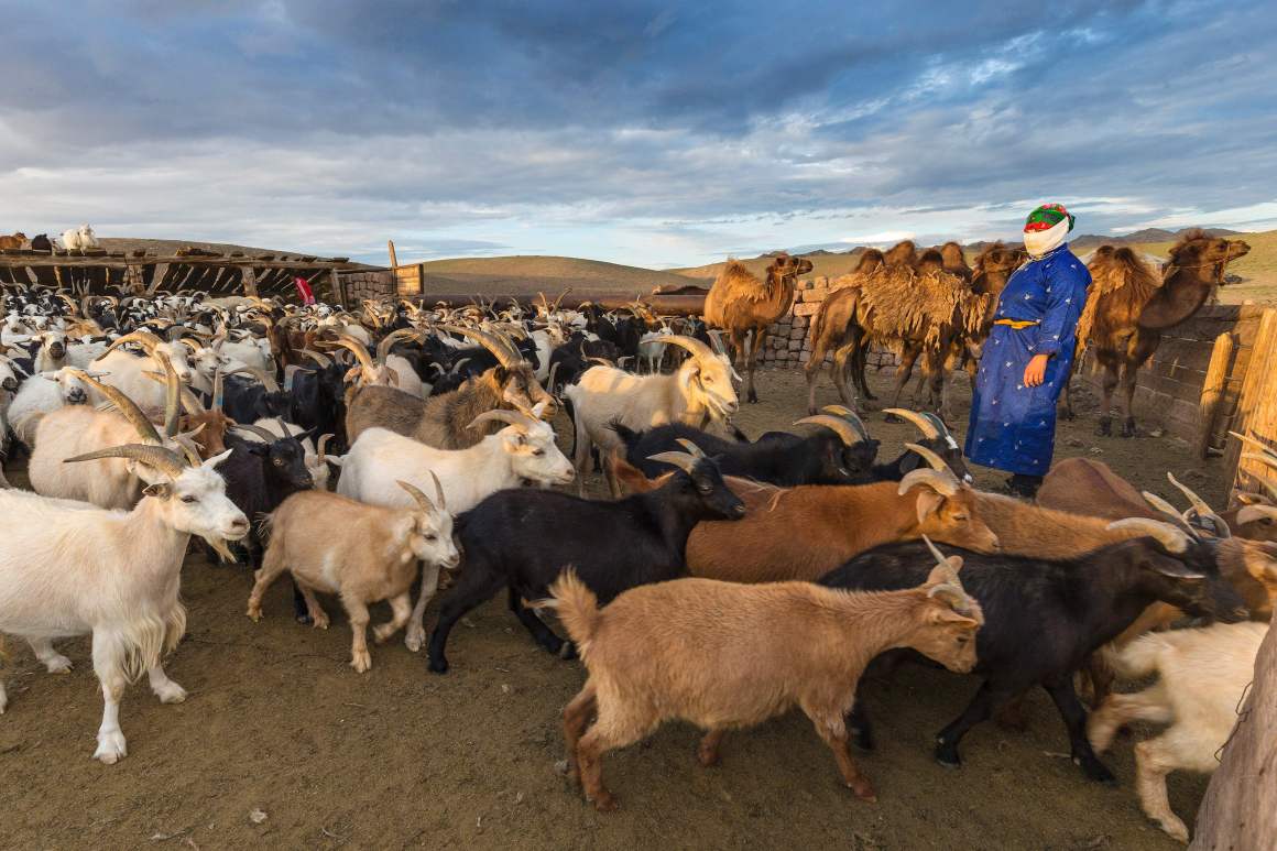 A woman stands next to her herd of goats on July 25th, 2016, in the Omnogovi (South Gobi) province in Mongolia.