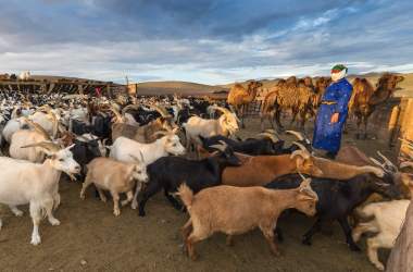 A woman stands next to her herd of goats on July 25th, 2016, in the Omnogovi (South Gobi) province in Mongolia.