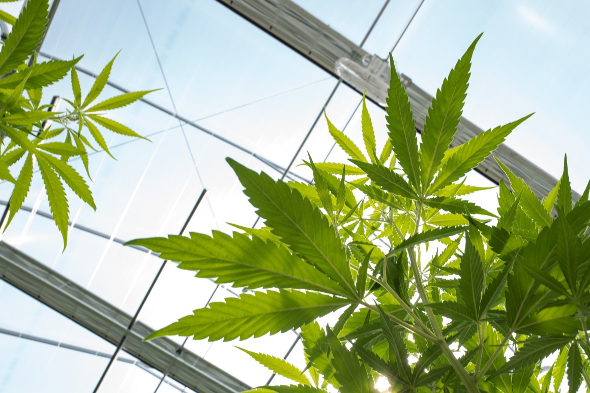 Cannabis plants grow in a greenhouse.