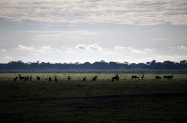 A herd of waterbuck grazes in the open floodplains of Gorongosa National Park