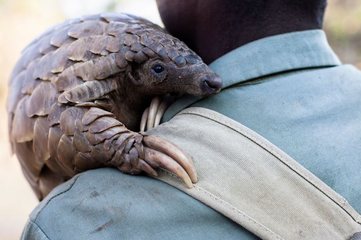 Zimbabwe game reserve guide Matius Mhambe holds Marimba, a female pangolin.