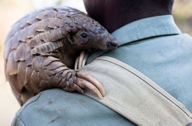 Zimbabwe game reserve guide Matius Mhambe holds Marimba, a female pangolin.