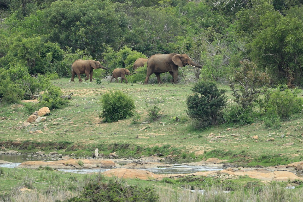 A family of elephants walk through Kruger National Park.