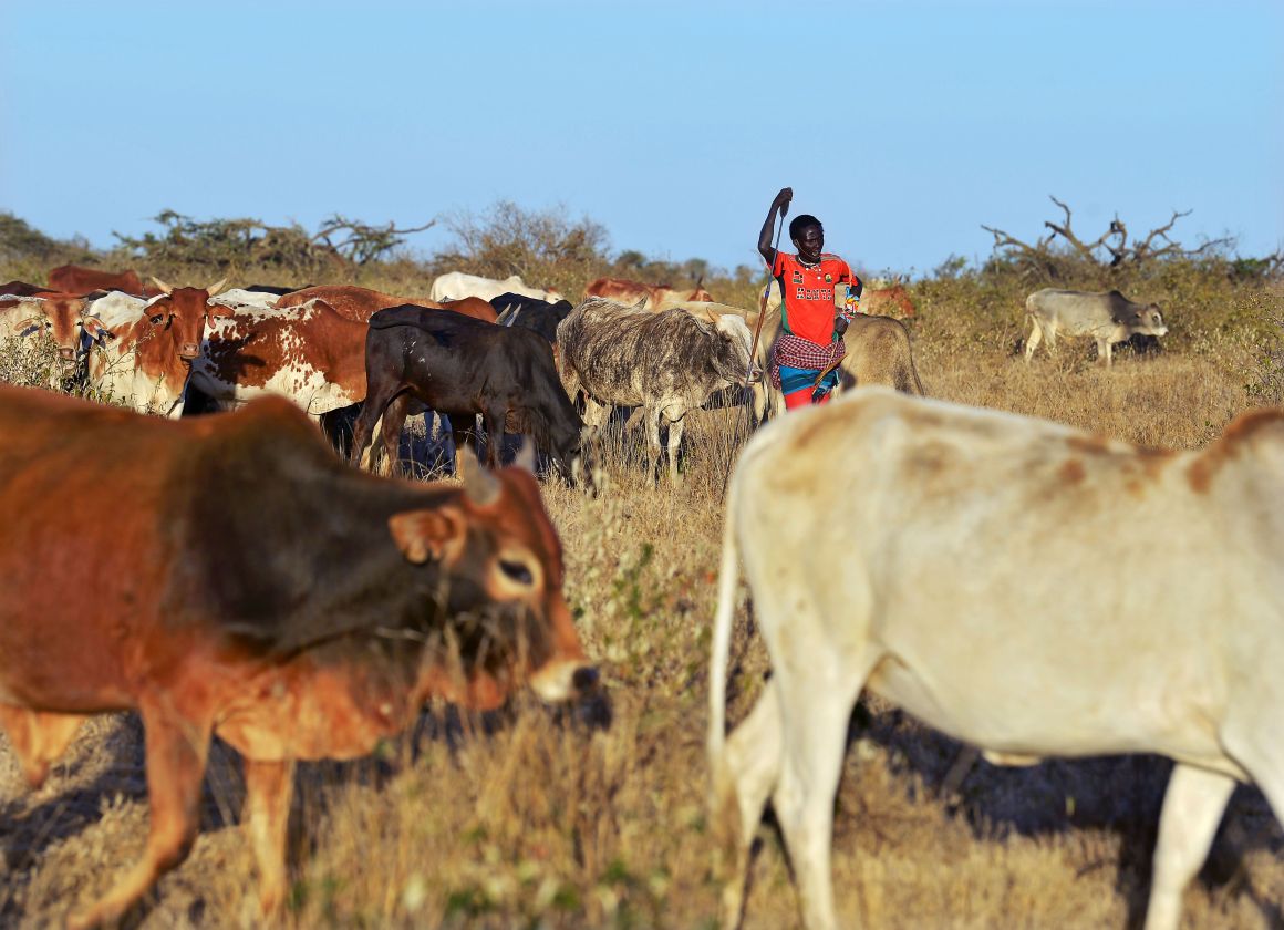 A pastoralist from the indigenous Samburu community leans against his traditional spear as he watches over his cattle.