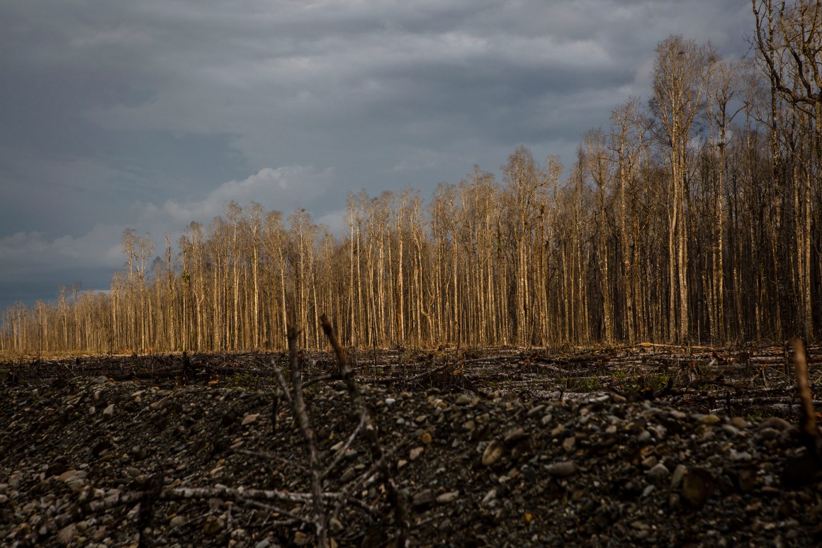 A view of dead trees affected by gold mine waste, known as tailings, in Timika, Papua Province, Indonesia.