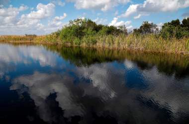 The Florida Everglades