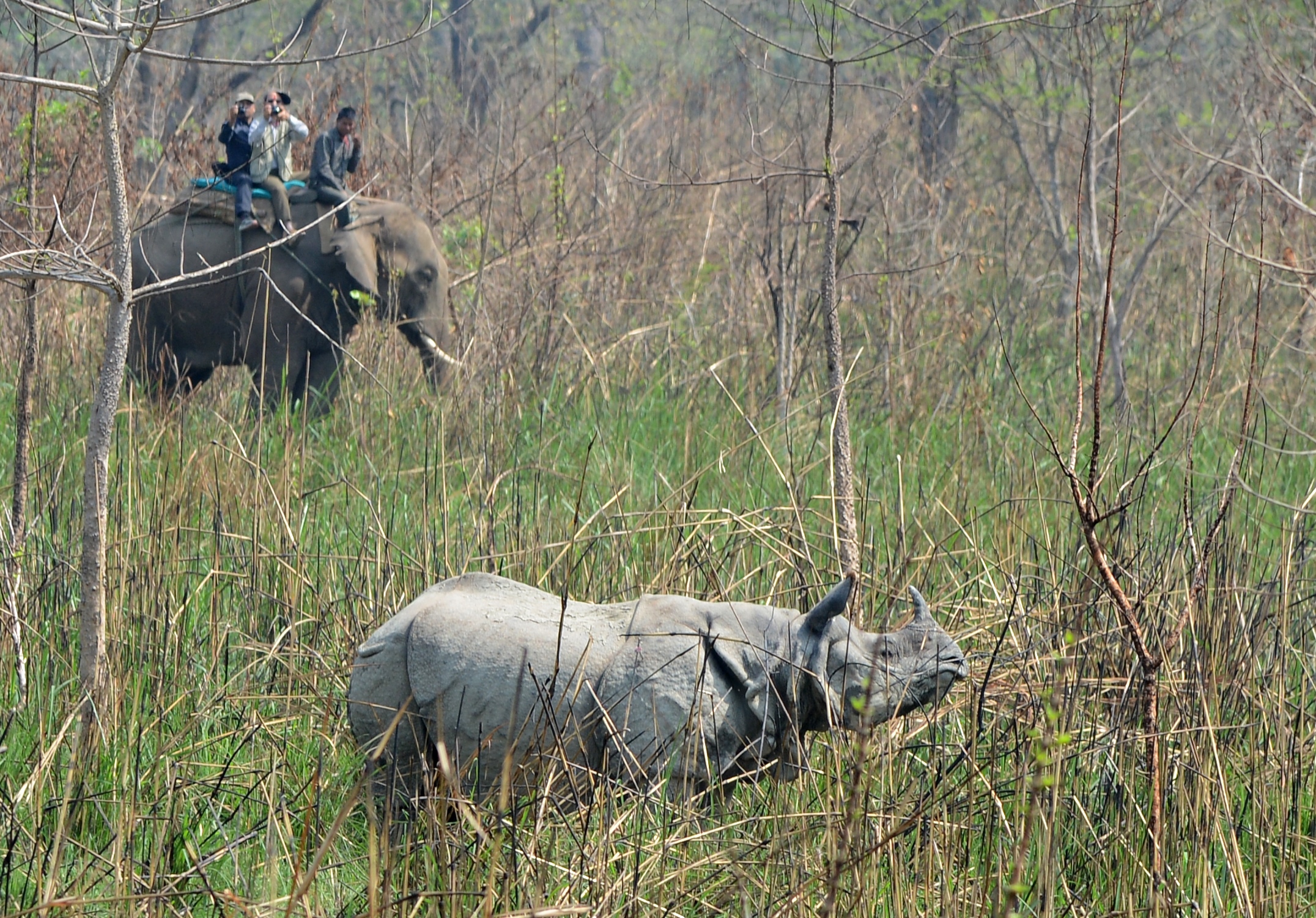 A Nepalese veterinary and technical team prepare to dart a rhino in Chitwan National Park on April 3rd, 2017.