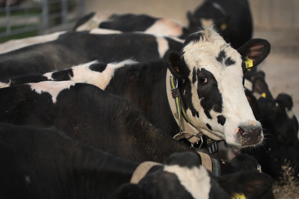 Cows walk from a barn after being milked on Hinchley's Dairy Farm near Cambridge, Wisconsin.