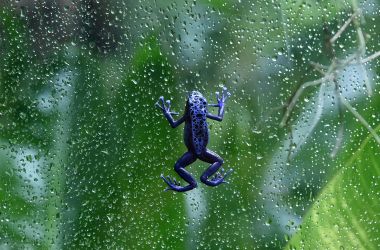 A frog climbing a glass wall.