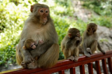 A macaque mother with her baby sits together with an other macaque on the hill at Qianling Park.