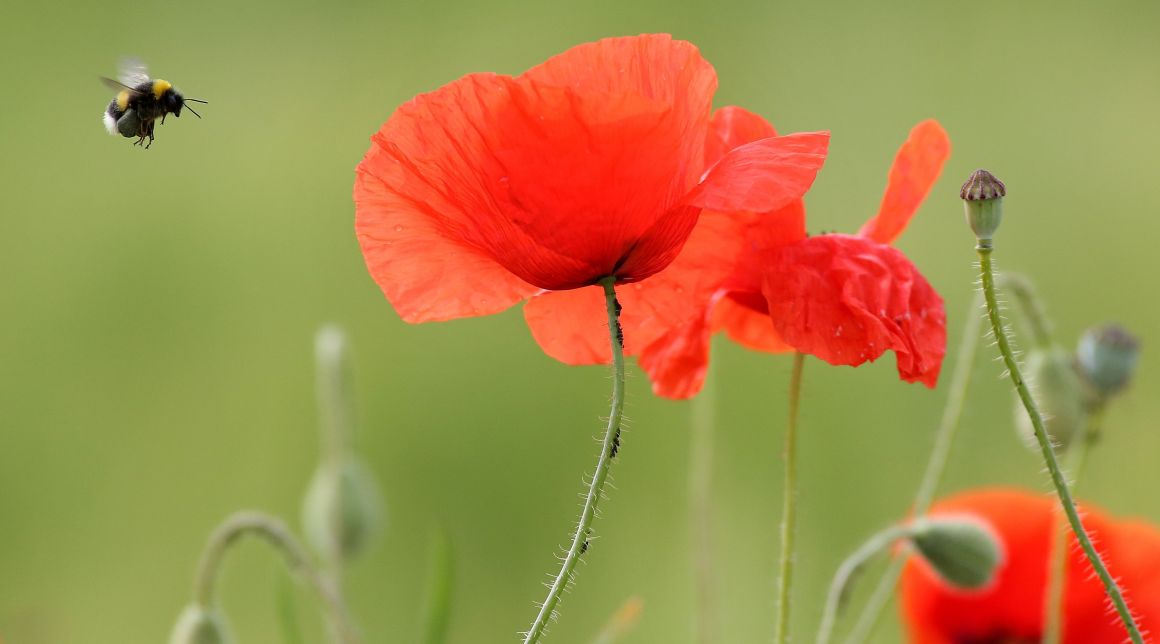 A bumblebee hovers past a red poppy flower on June 1st, 2017.