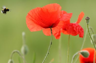 A bumblebee hovers past a red poppy flower on June 1st, 2017.