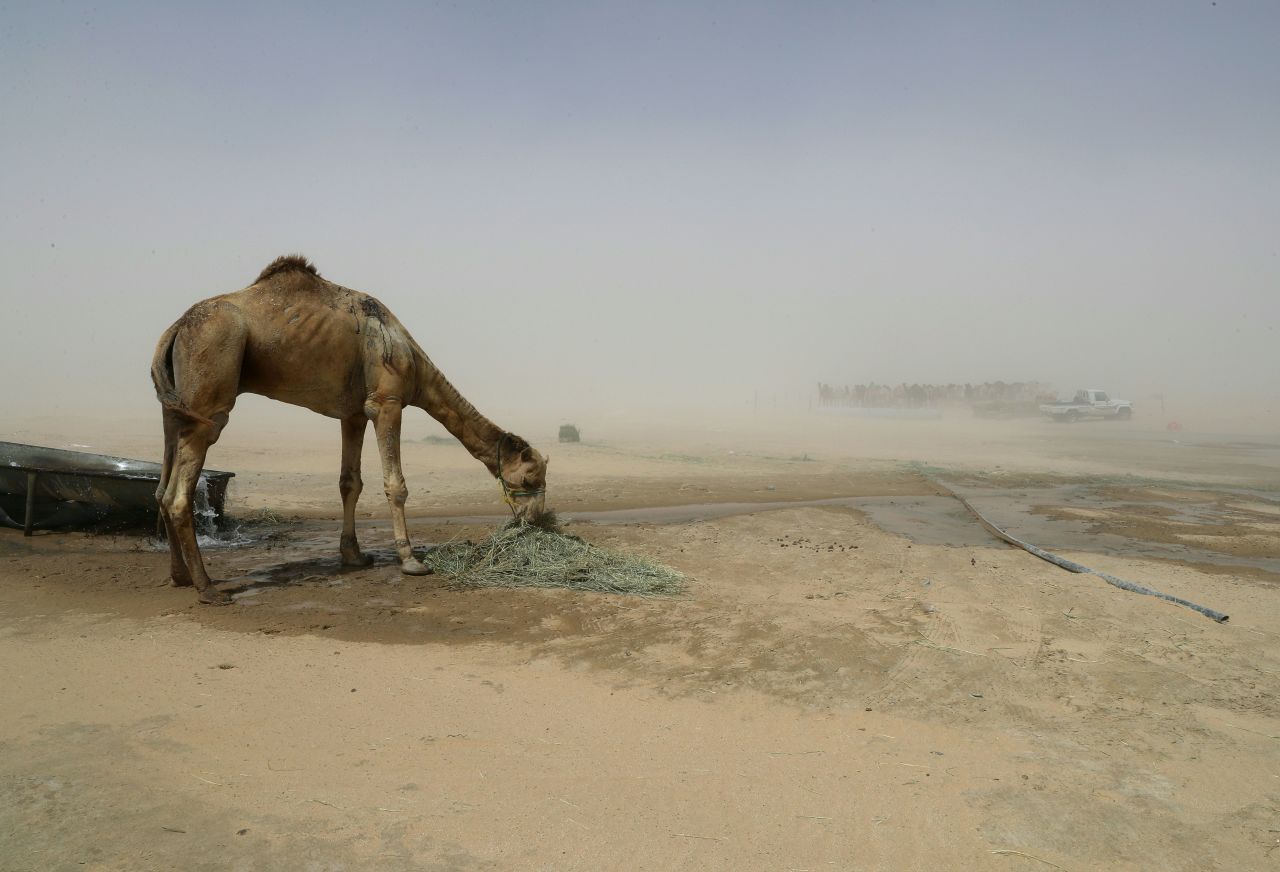 A camel is seen in a desert area on the Qatari side of the Abu Samrah border crossing between Saudi Arabia and Qatar, on June 20th, 2017.