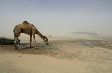 A camel is seen in a desert area on the Qatari side of the Abu Samrah border crossing between Saudi Arabia and Qatar, on June 20th, 2017.