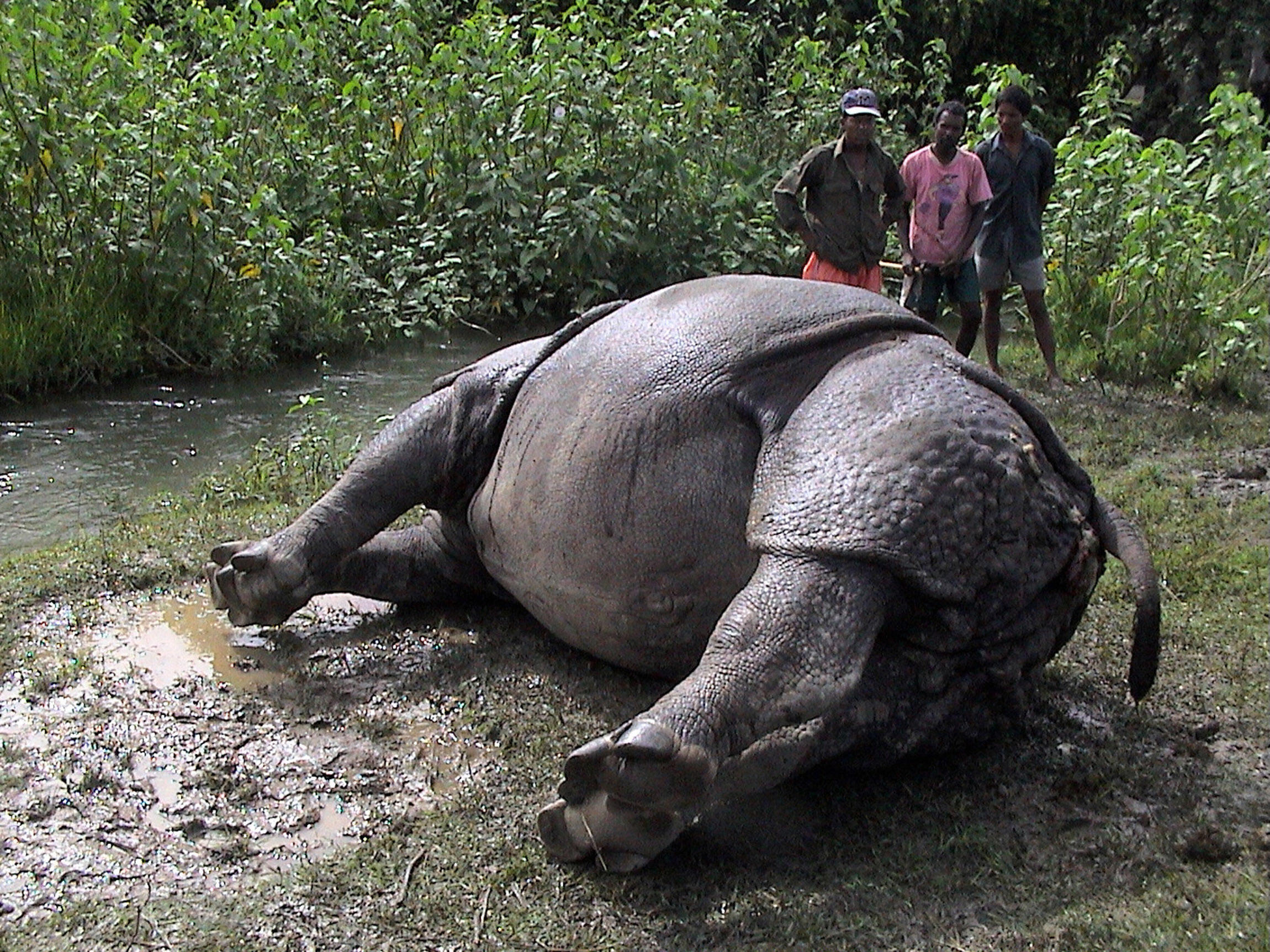 Nepalese forest workers examine a dead rhinoceros in Chitwan National Park.