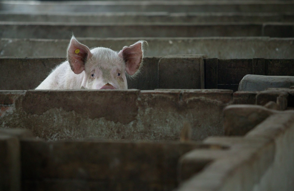 A pig is seen in a pig farm on July 24th, 2007, in Nanjing of Jiangsu Province, China. The highly pathogenic blue-ear disease, also known as Porcine Reproductive and Respiratory Syndrome (PRRS), hit 25 provinces in China during the first five months of that year.